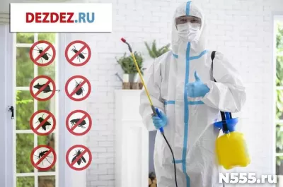 Профессиональная дезинсекция, дератизация и дезинфекция
